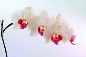 fleur orchidee phalaenopsis