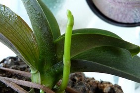 nouvelle hampe florale orchidee phalaenopsis