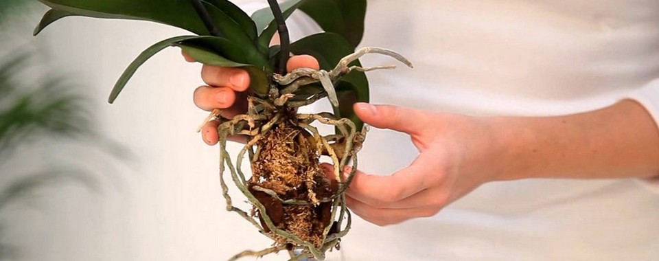 Orchidée Phalaenopsis - Rempotage