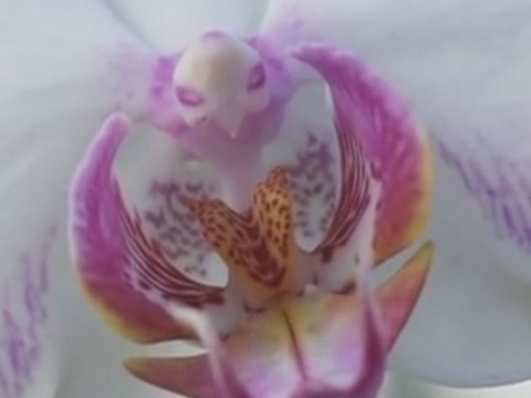 contactez-nous - Orchidée Phalaenopsis